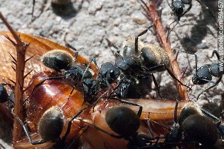 Black ants eating a cockroach - Fauna - MORE IMAGES. Photo #59457