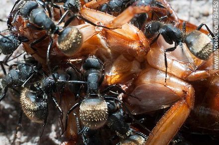 Black ants eating a cockroach - Fauna - MORE IMAGES. Photo #59453