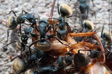 Black ants eating a cockroach - Fauna - MORE IMAGES. Photo #59455