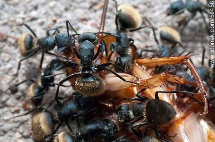 Black ants eating a cockroach - Fauna - MORE IMAGES. Photo #59458