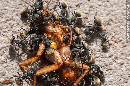 Black ants eating a cockroach - Fauna - MORE IMAGES. Photo #59460