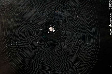 Spider and web - Fauna - MORE IMAGES. Photo #59836