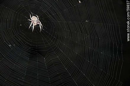 Spider and web - Fauna - MORE IMAGES. Photo #59837