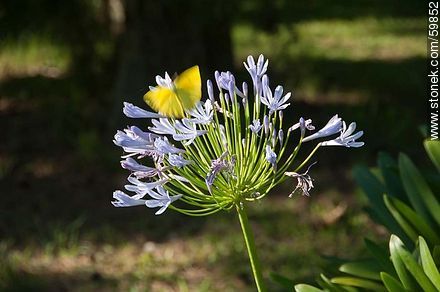 Agapanthus with yellow butterfly - Flora - MORE IMAGES. Photo #59852