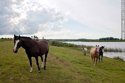 Horses on the edge of the lagoon - Fauna - MORE IMAGES. Photo #59916