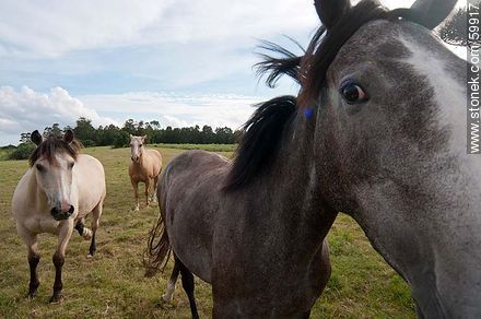 Curious horses - Fauna - MORE IMAGES. Photo #59917