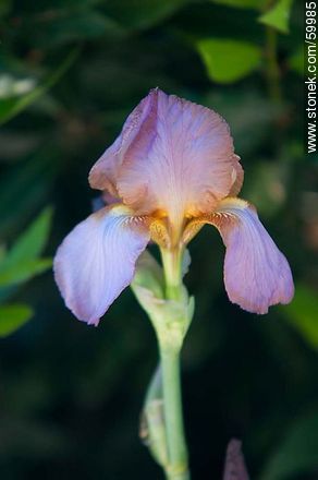 Lila Iris - Flora - MORE IMAGES. Photo #59985
