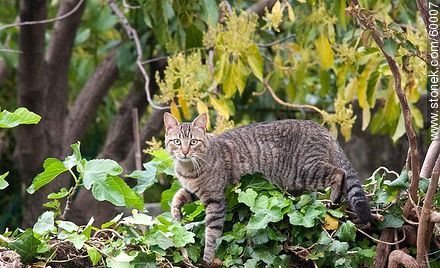 Gato barcino - Fauna - IMÁGENES VARIAS. Foto No. 60007