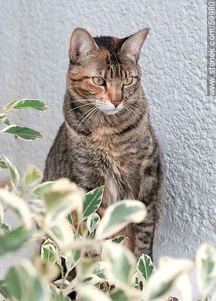 Gato barcino - Fauna - IMÁGENES VARIAS. Foto No. 59980