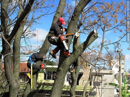 Realizando poda de árboles del ornato de la ciudad - Departamento de Montevideo - URUGUAY. Foto No. 60060