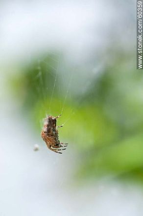 Spider - Fauna - MORE IMAGES. Photo #60359
