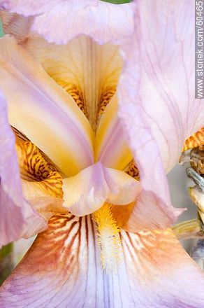 Iris barbata - Flora - MORE IMAGES. Photo #60465