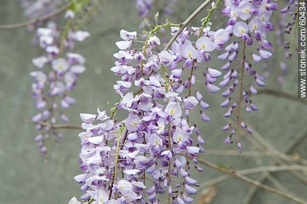 Glycine flowers - Flora - MORE IMAGES. Photo #60434