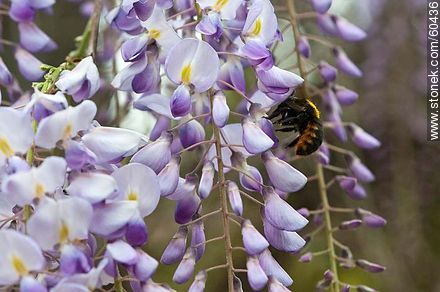 Flor de la glicina con un abejorro - Flora - IMÁGENES VARIAS. Foto No. 60436