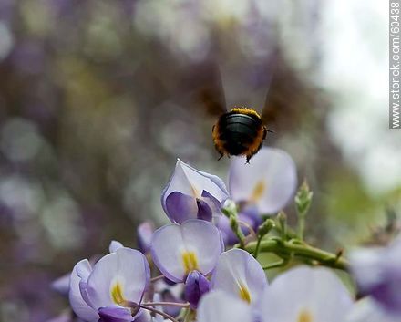 Flor de la glicina con un abejorro - Flora - IMÁGENES VARIAS. Foto No. 60438