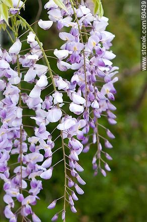 Glycine flower - Flora - MORE IMAGES. Photo #60439