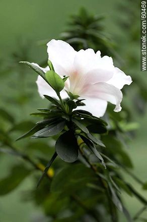 Azalea doble rosada en flor - Flora - IMÁGENES VARIAS. Foto No. 60469