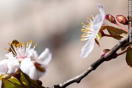 Plum Flower - Flora - MORE IMAGES. Photo #60453