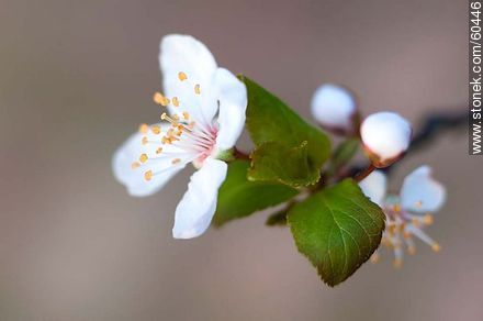 Plum Blossom - Flora - MORE IMAGES. Photo #60446
