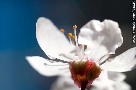 Plum Flower - Flora - MORE IMAGES. Photo #60449
