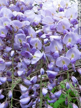 Glycine flowers - Flora - MORE IMAGES. Photo #60432