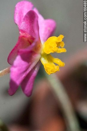Begonia semperflorens - Flora - MORE IMAGES. Photo #60480
