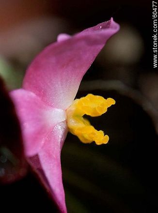 Begonia semperflorens - Flora - MORE IMAGES. Photo #60477