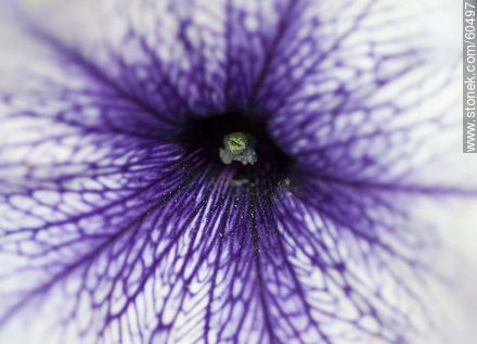 Petunia - Flora - MORE IMAGES. Photo #60497