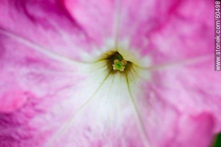 Petunia - Flora - MORE IMAGES. Photo #60498