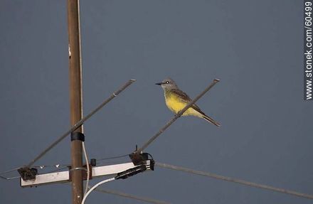 Great Kiskadee perched on a TV antenna - Fauna - MORE IMAGES. Photo #60499