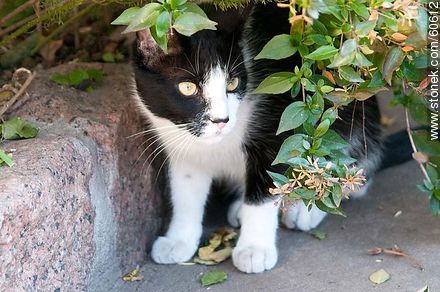 Black and white cat - Fauna - MORE IMAGES. Photo #60612