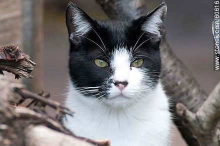 Black and white cat - Fauna - MORE IMAGES. Photo #60616