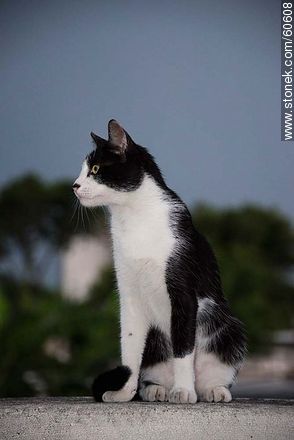 Gato blanco y negro - Fauna - IMÁGENES VARIAS. Foto No. 60608