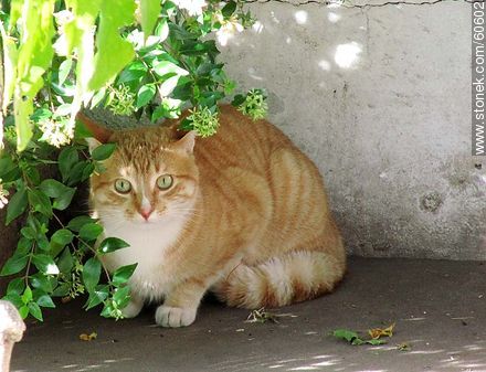 Ginger cat in shades of beige - Fauna - MORE IMAGES. Photo #60602