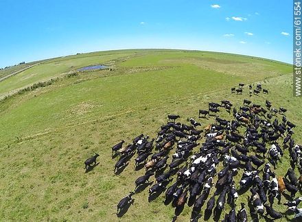 Foto aérea de ganado lechero pastando en el campo floridense - Departamento de Florida - URUGUAY. Foto No. 61554
