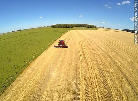 Aerial photo of a combine in a wheat field - Durazno - URUGUAY. Photo #61591