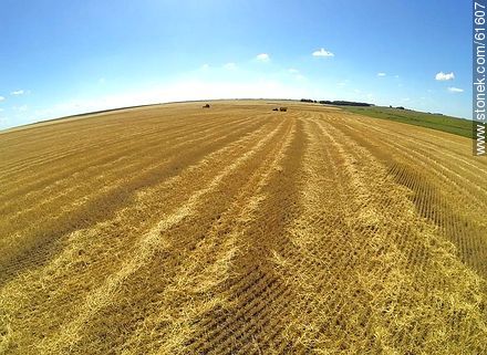 Aerial view of harvested wheat field - Durazno - URUGUAY. Photo #61607