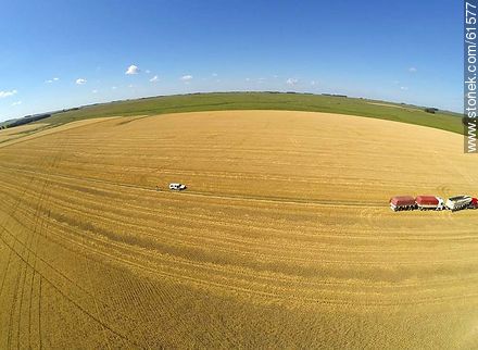 Aerial view of harvested wheat field - Durazno - URUGUAY. Photo #61577