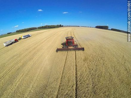 Aerial photo of a combine in a wheat field - Durazno - URUGUAY. Photo #61601