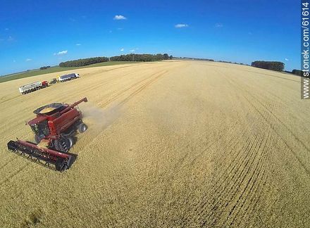 Aerial photo of a combine in a wheat field - Durazno - URUGUAY. Photo #61614