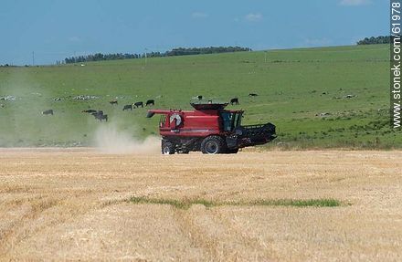Massey Ferguson combine harvester on a wheat field - Durazno - URUGUAY. Photo #61978