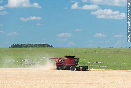 Massey Ferguson combine harvester on a wheat field -  - URUGUAY. Photo #61940