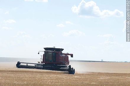 Massey Ferguson combine harvester on a wheat field -  - URUGUAY. Photo #61952
