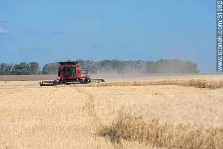 Massey Ferguson combine harvester on a wheat field -  - URUGUAY. Photo #61982