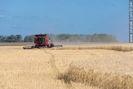 Massey Ferguson combine harvester on a wheat field -  - MORE IMAGES. Photo #61941