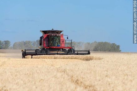 Massey Ferguson combine harvester on a wheat field - Durazno - URUGUAY. Photo #61959