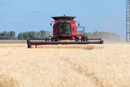 Massey Ferguson combine harvester on a wheat field -  - URUGUAY. Photo #61977
