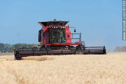 Massey Ferguson combine harvester on a wheat field - Durazno - URUGUAY. Photo #61950
