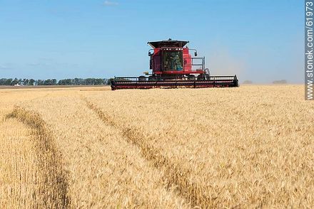 Massey Ferguson combine harvester on a wheat field -  - MORE IMAGES. Photo #61973