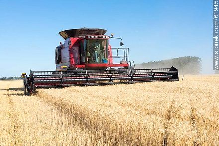 Massey Ferguson combine harvester on a wheat field -  - MORE IMAGES. Photo #61945